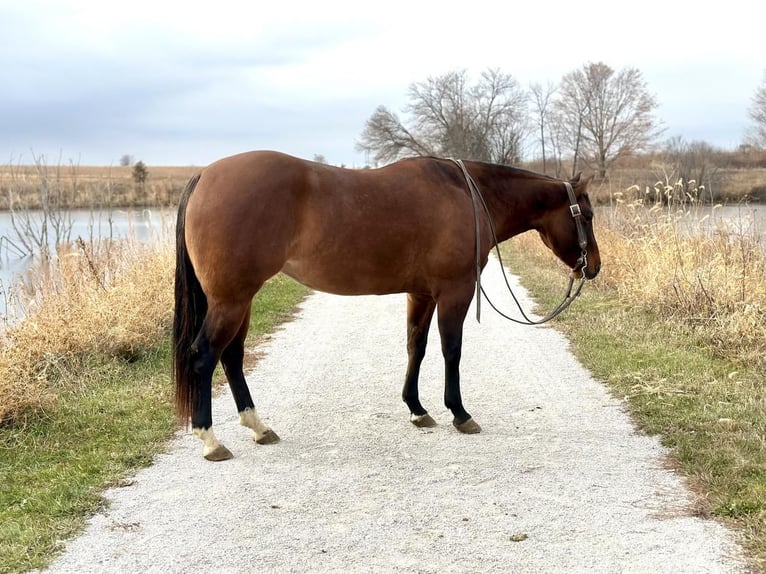 American Quarter Horse Merrie 4 Jaar 152 cm Falbe in Zearing