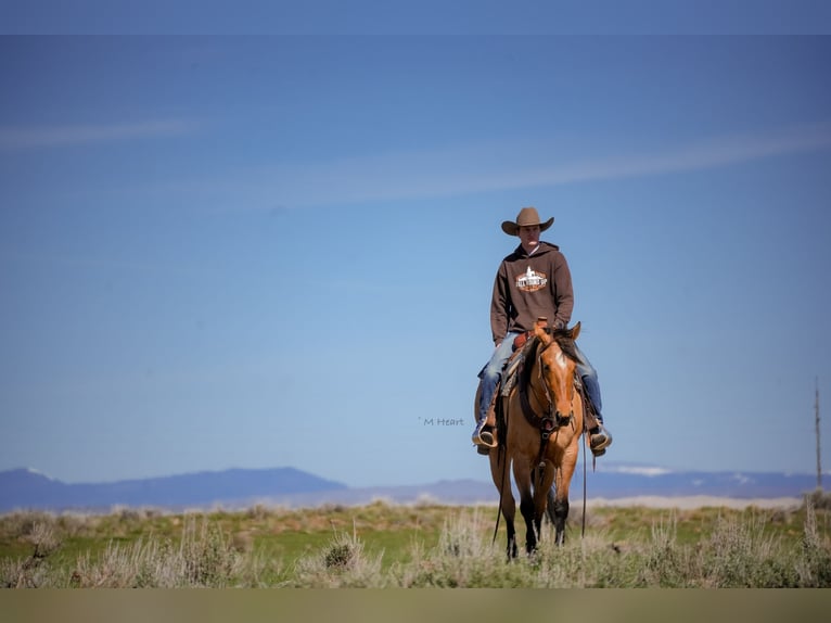 American Quarter Horse Merrie 4 Jaar 152 cm Falbe in Saint Anthony