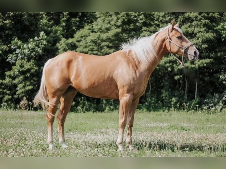 American Quarter Horse Merrie 4 Jaar 152 cm Palomino in Cheyenne