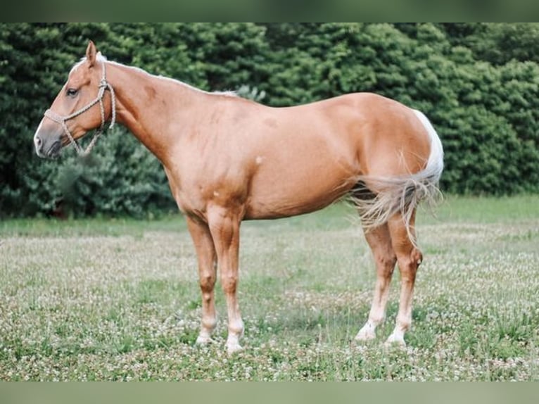 American Quarter Horse Merrie 4 Jaar 152 cm Palomino in Cheyenne