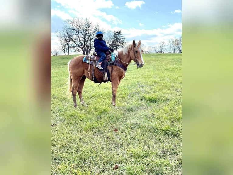 American Quarter Horse Merrie 4 Jaar 152 cm Palomino in Lawrenceburg, KY