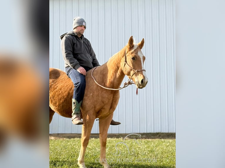 American Quarter Horse Merrie 4 Jaar 152 cm Palomino in Lawrenceburg, KY