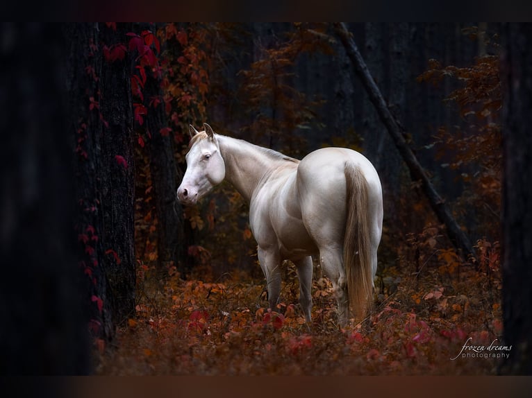 American Quarter Horse Merrie 4 Jaar 152 cm Perlino in Weikersdorf am Steinfelde