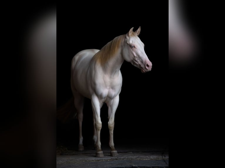 American Quarter Horse Merrie 4 Jaar 152 cm Perlino in Weikersdorf am Steinfelde