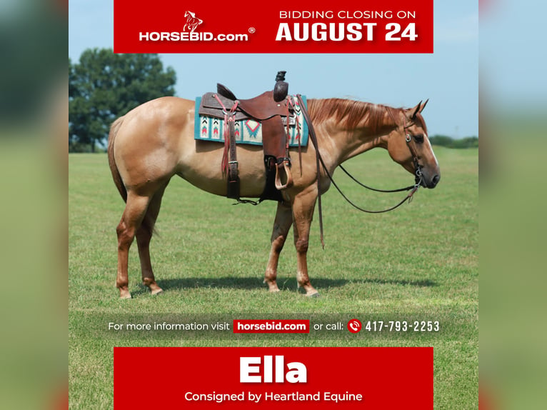 American Quarter Horse Merrie 4 Jaar 152 cm Red Dun in Mount Vernon