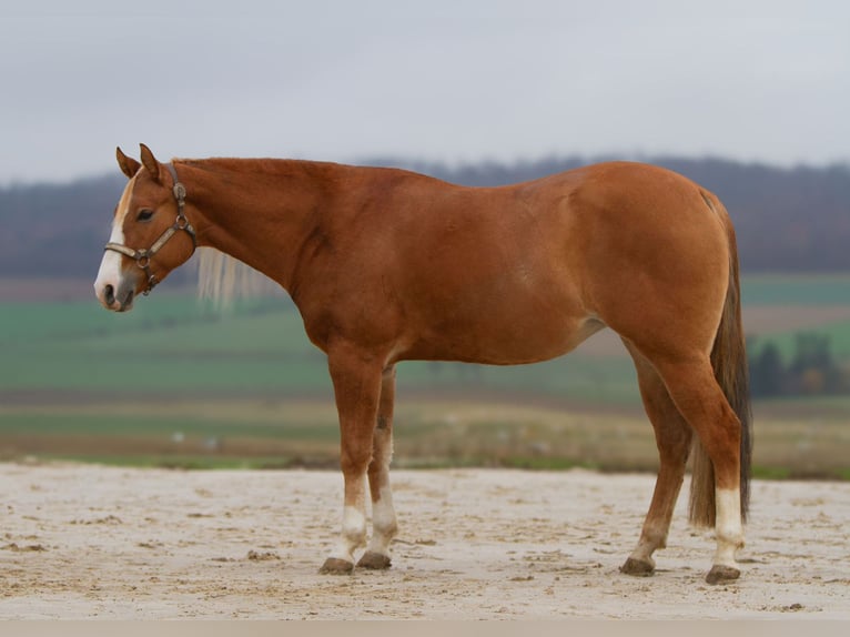 American Quarter Horse Merrie 4 Jaar 152 cm Red Dun in Duingen