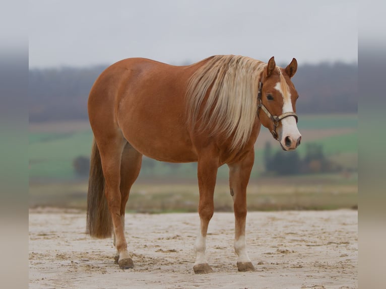 American Quarter Horse Merrie 4 Jaar 152 cm Red Dun in Duingen
