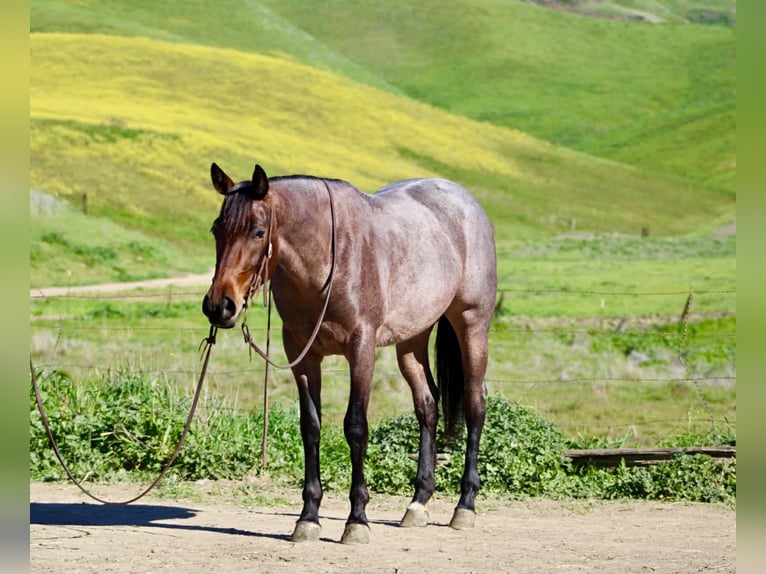 American Quarter Horse Merrie 4 Jaar 152 cm Roan-Bay in Tres Pinos