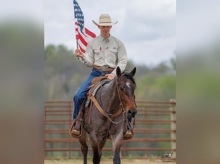 American Quarter Horse Merrie 4 Jaar 152 cm Roan-Bay in Auburn