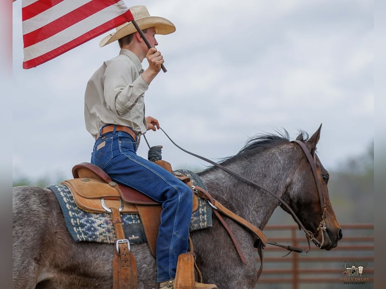 American Quarter Horse Merrie 4 Jaar 152 cm Roan-Bay in Auburn