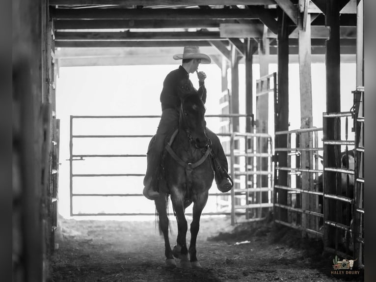 American Quarter Horse Merrie 4 Jaar 152 cm Roan-Bay in Auburn