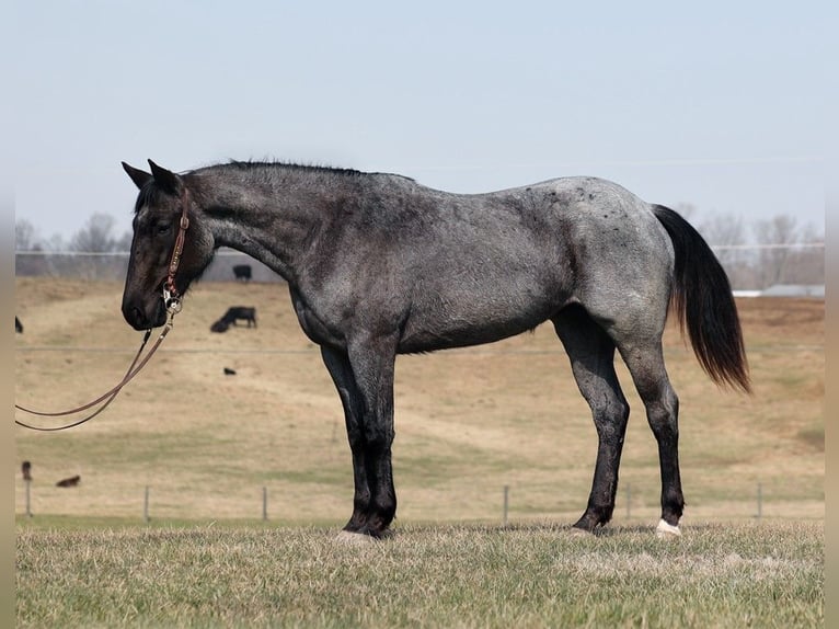American Quarter Horse Merrie 4 Jaar 152 cm Roan-Blue in Parkers Lake KY