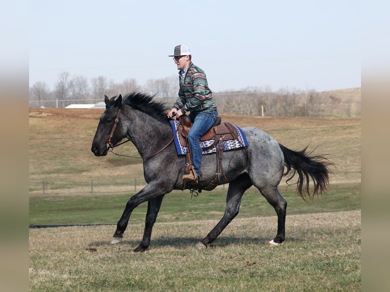 American Quarter Horse Merrie 4 Jaar 152 cm Roan-Blue in Parkers Lake KY