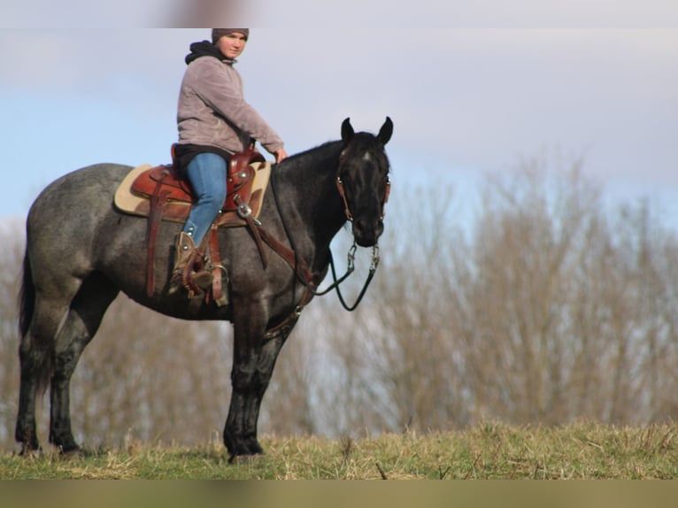 American Quarter Horse Mix Merrie 4 Jaar 152 cm Roan-Blue in Millersburg