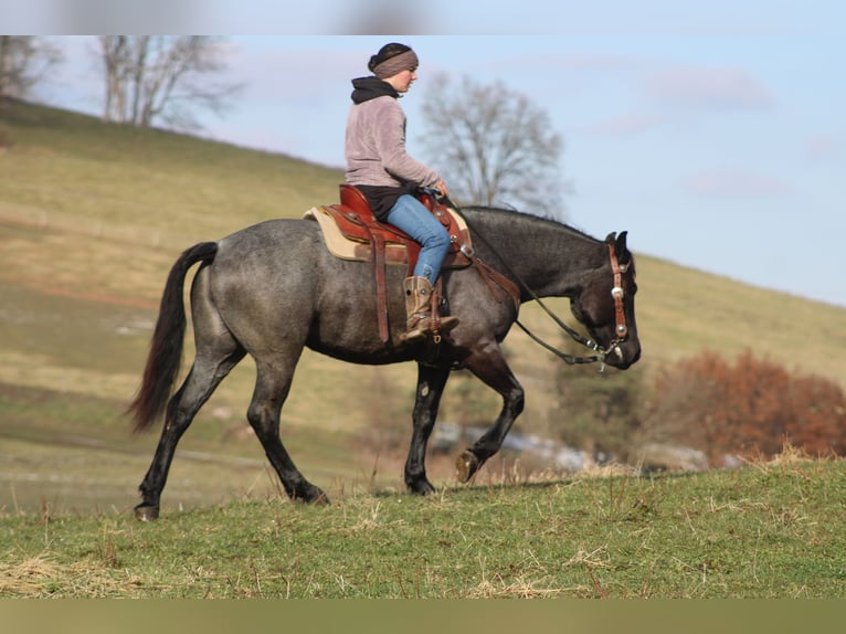 American Quarter Horse Mix Merrie 4 Jaar 152 cm Roan-Blue in Millersburg