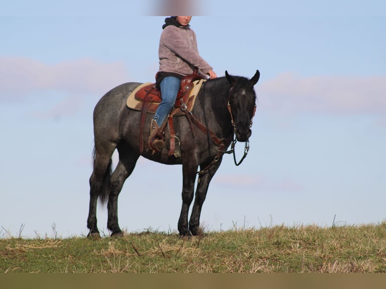 American Quarter Horse Mix Merrie 4 Jaar 152 cm Roan-Blue in Millersburg