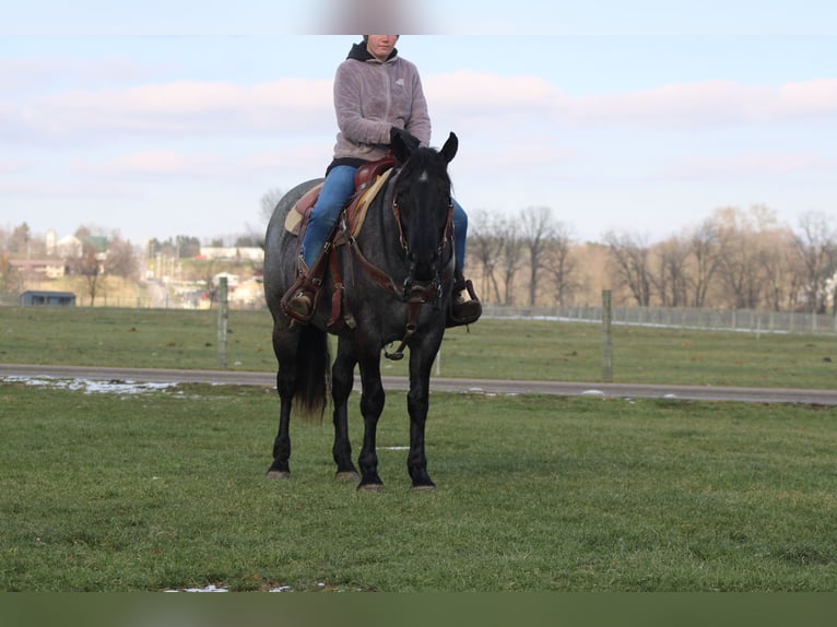 American Quarter Horse Mix Merrie 4 Jaar 152 cm Roan-Blue in Millersburg