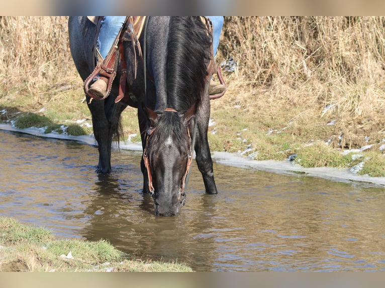 American Quarter Horse Mix Merrie 4 Jaar 152 cm Roan-Blue in Millersburg