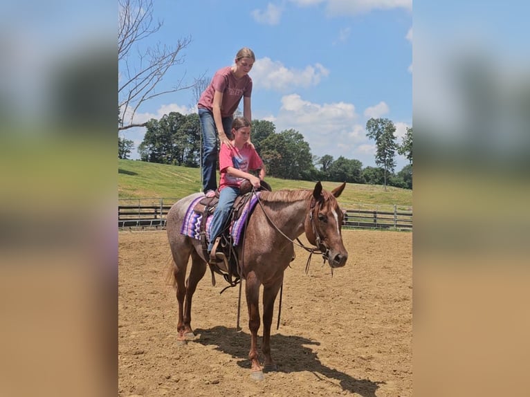 American Quarter Horse Merrie 4 Jaar 152 cm Roan-Red in Robards, KY