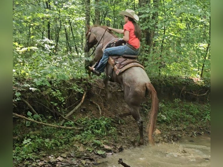 American Quarter Horse Merrie 4 Jaar 152 cm Roan-Red in Robards, KY