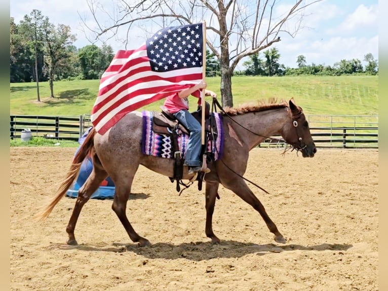 American Quarter Horse Merrie 4 Jaar 152 cm Roan-Red in Robards, KY