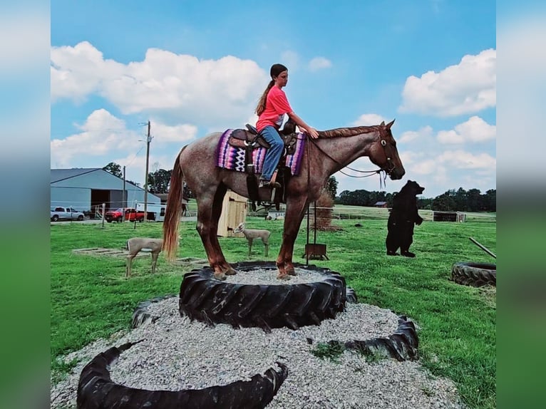 American Quarter Horse Merrie 4 Jaar 152 cm Roan-Red in Robards, KY