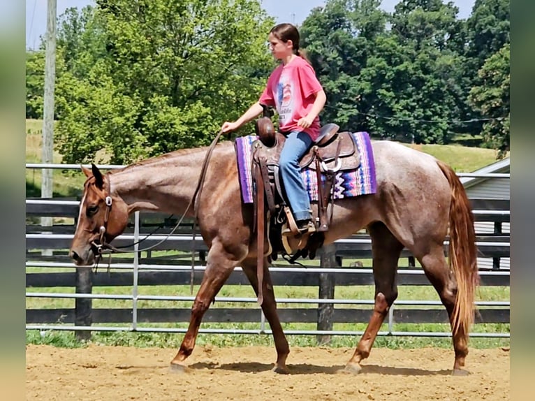 American Quarter Horse Merrie 4 Jaar 152 cm Roan-Red in Robards, KY