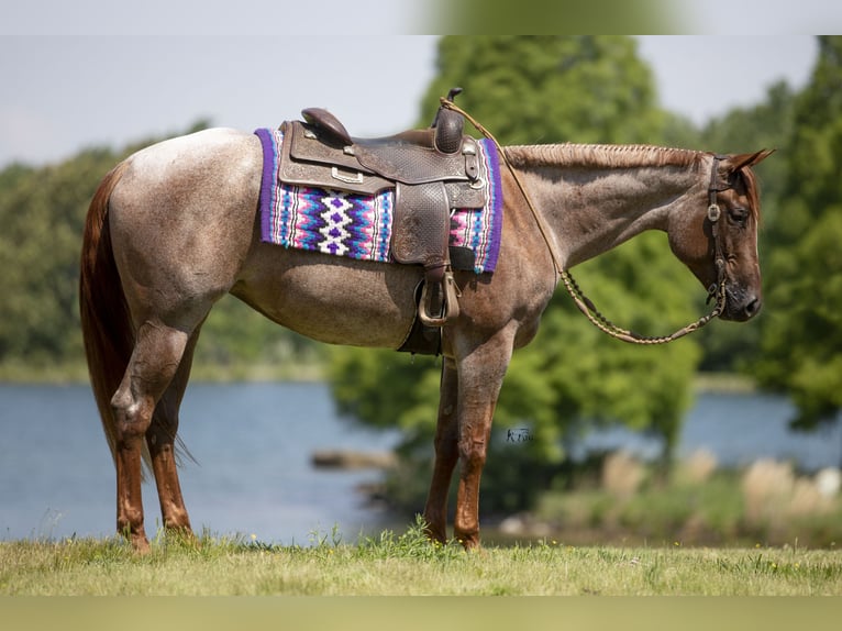 American Quarter Horse Merrie 4 Jaar 152 cm Roan-Red in Robards, KY