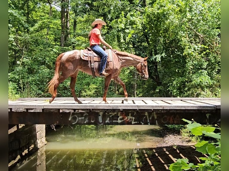 American Quarter Horse Merrie 4 Jaar 152 cm Roan-Red in Robards, KY