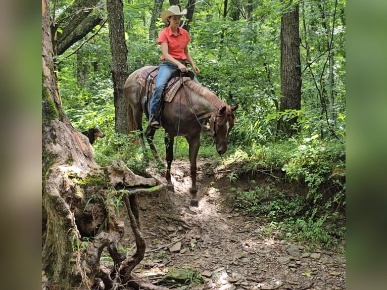 American Quarter Horse Merrie 4 Jaar 152 cm Roan-Red in Robards, KY