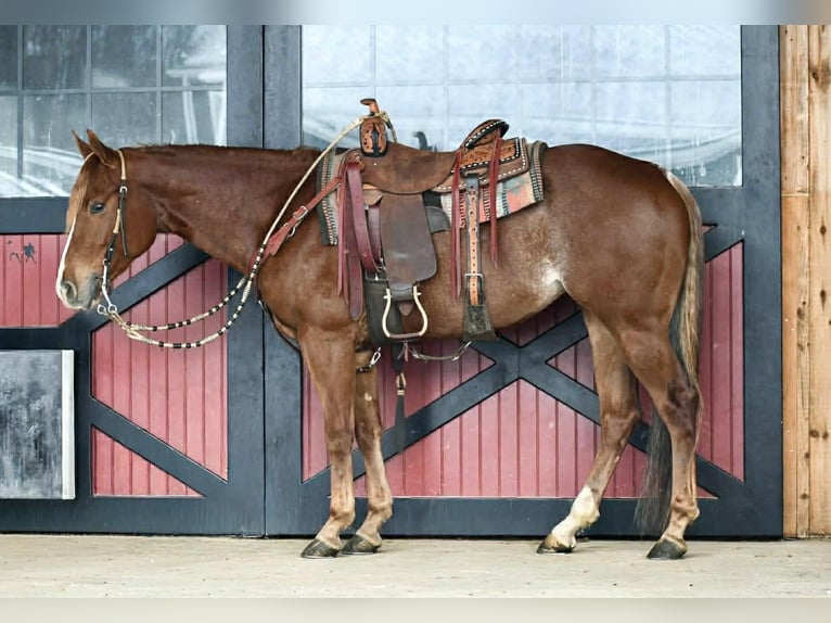 American Quarter Horse Merrie 4 Jaar 152 cm Roan-Red in Rebersburg
