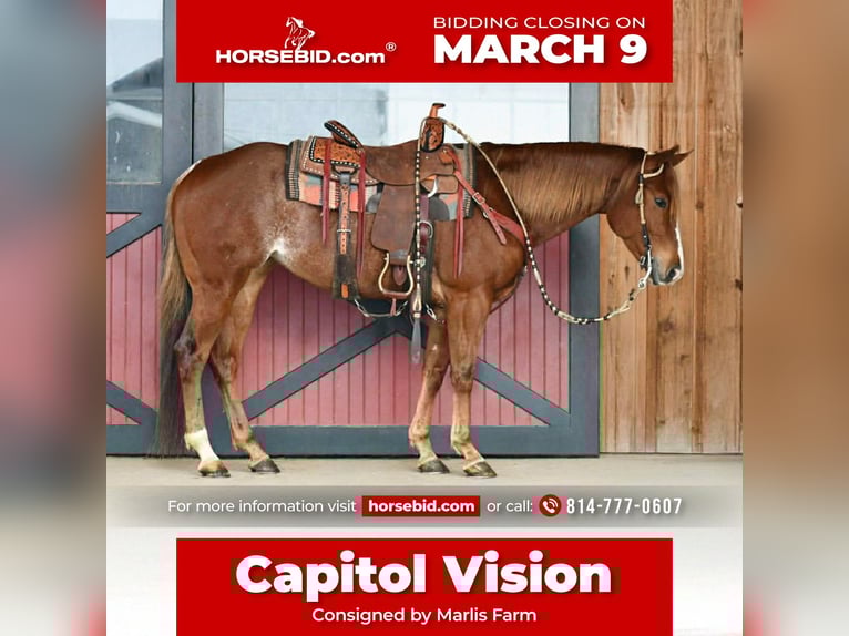 American Quarter Horse Merrie 4 Jaar 152 cm Roan-Red in Rebersburg