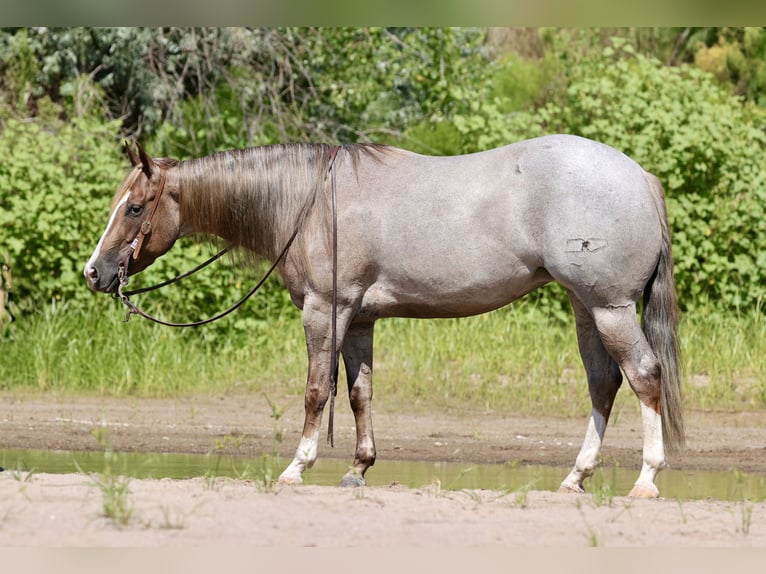 American Quarter Horse Merrie 4 Jaar 152 cm Roan-Red in Belen
