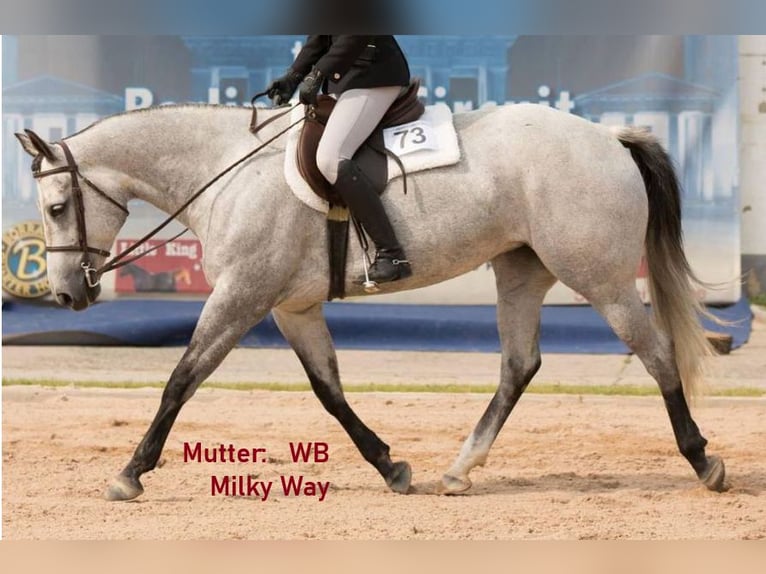 American Quarter Horse Merrie 4 Jaar 152 cm Rood schimmel in Dobersdorf