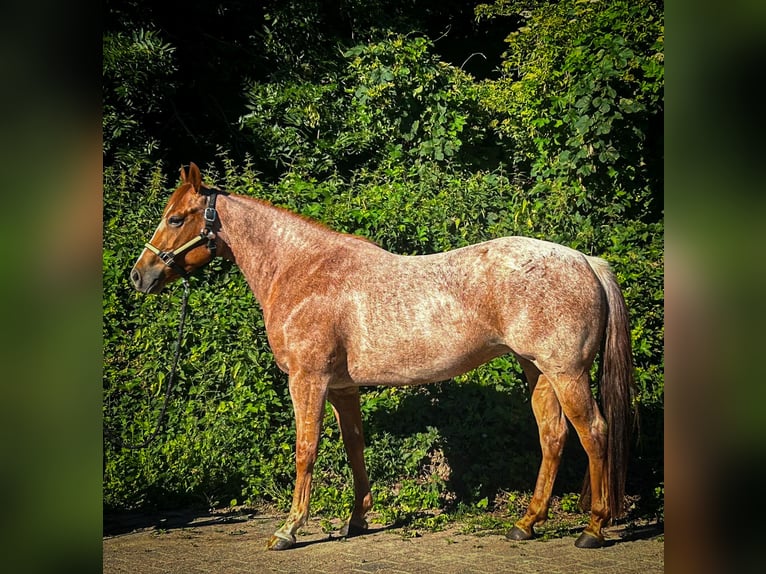 American Quarter Horse Merrie 4 Jaar 152 cm Rood schimmel in Dobersdorf