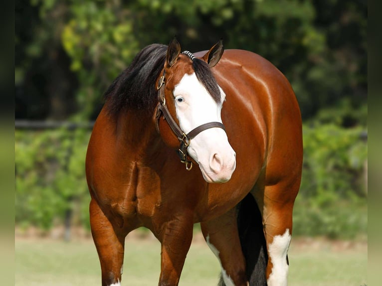 American Quarter Horse Merrie 4 Jaar 152 cm Roodbruin in Buffalo