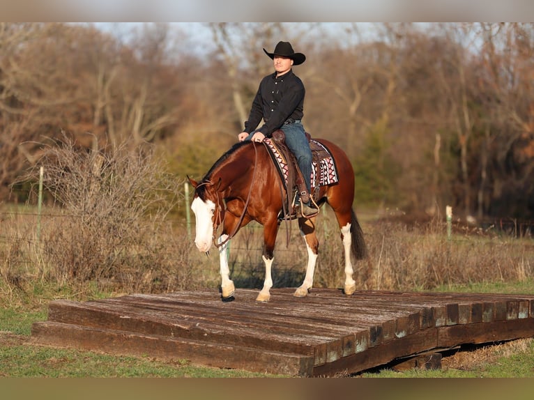 American Quarter Horse Merrie 4 Jaar 152 cm Roodbruin in Buffalo