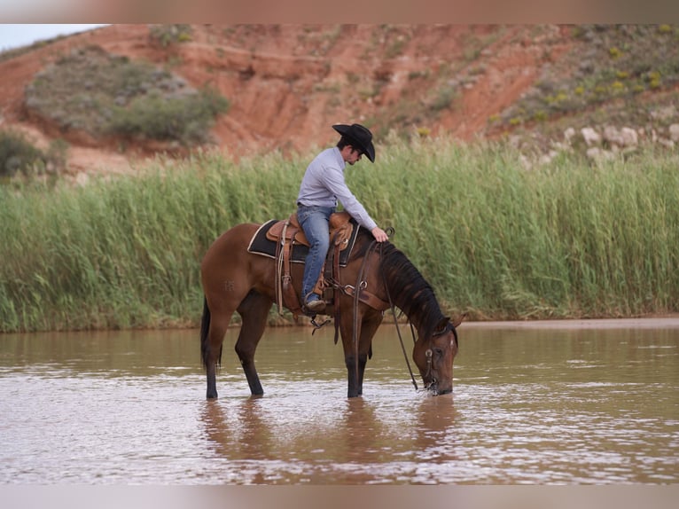 American Quarter Horse Merrie 4 Jaar 152 cm Roodbruin in Canyon
