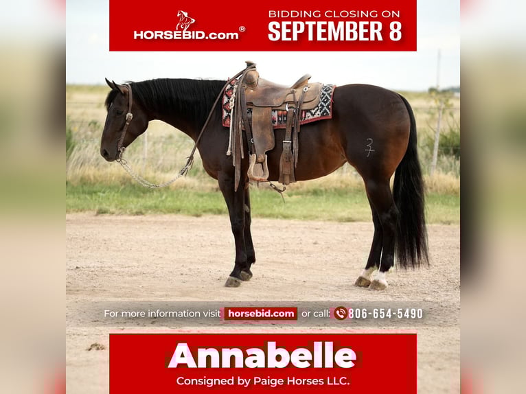 American Quarter Horse Merrie 4 Jaar 152 cm Roodbruin in Amarillo, TX