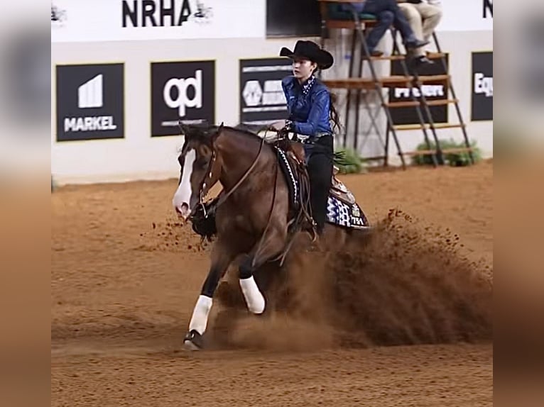 American Quarter Horse Merrie 4 Jaar 152 cm Roodbruin in Whitesboro