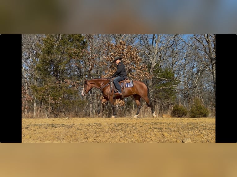 American Quarter Horse Merrie 4 Jaar 152 cm Roodbruin in Whitesboro