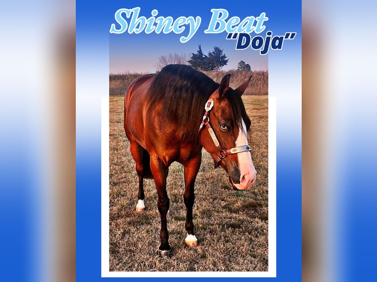 American Quarter Horse Merrie 4 Jaar 152 cm Roodbruin in Whitesboro