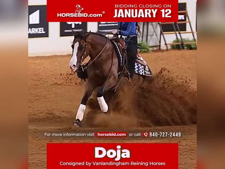 American Quarter Horse Merrie 4 Jaar 152 cm Roodbruin in Whitesboro