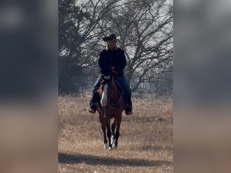 American Quarter Horse Merrie 4 Jaar 152 cm Roodbruin in Whitesboro