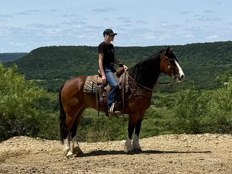 American Quarter Horse Merrie 4 Jaar 152 cm Roodbruin in Jacksboro TX