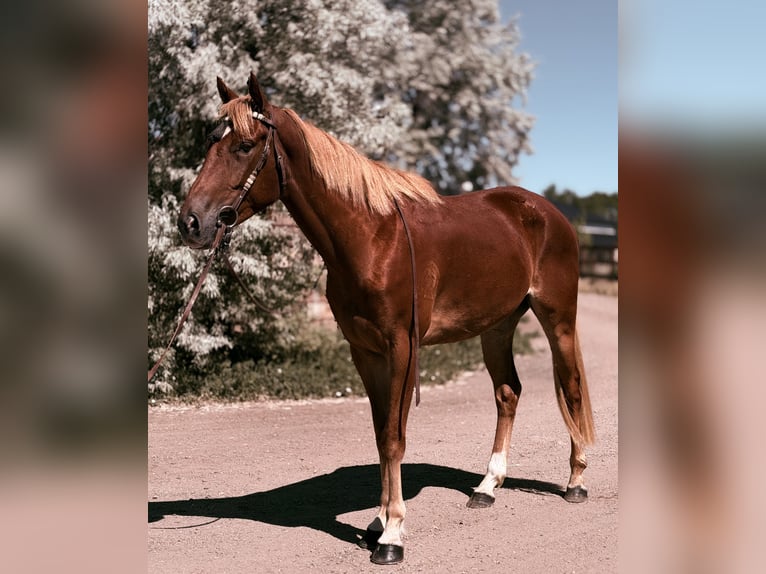 American Quarter Horse Mix Merrie 4 Jaar 152 cm Roodvos in Fort Collins