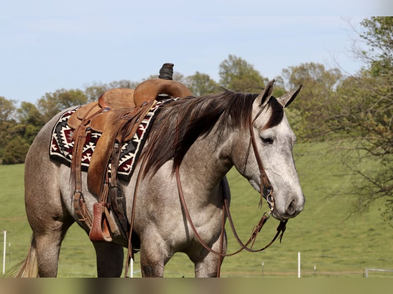 American Quarter Horse Merrie 4 Jaar 152 cm Schimmel in Purdy