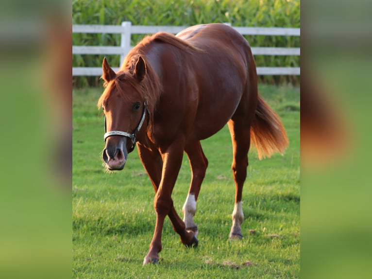 American Quarter Horse Merrie 4 Jaar 152 cm Vos in Oberhausen