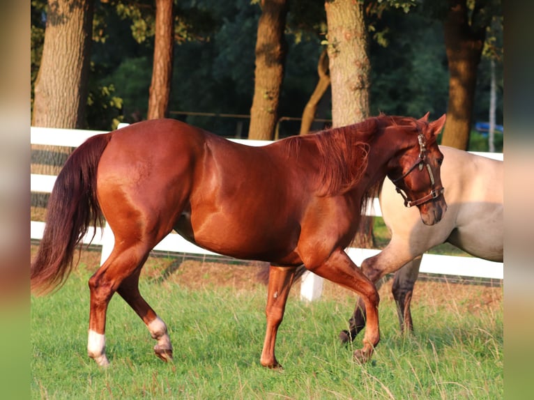 American Quarter Horse Merrie 4 Jaar 152 cm Vos in Oberhausen