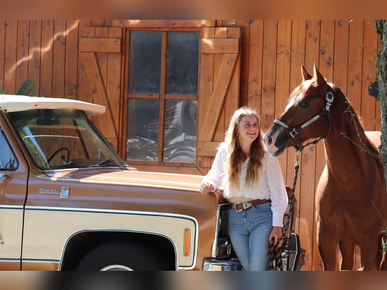 American Quarter Horse Merrie 4 Jaar 152 cm Vos in Oberhausen